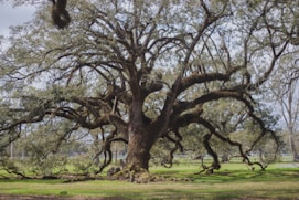 A peaceful, sunlit oak tree standing tall in an open field, symbolizing growth and stability.