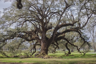 A sturdy oak tree symbolizing deep roots and stability.