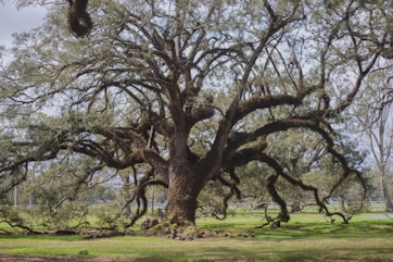 A sprawling oak tree with strong branches reaching toward the sky, representing growth and support.