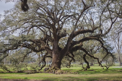 A sprawling oak tree with strong branches reaching toward the sky, representing growth and support.