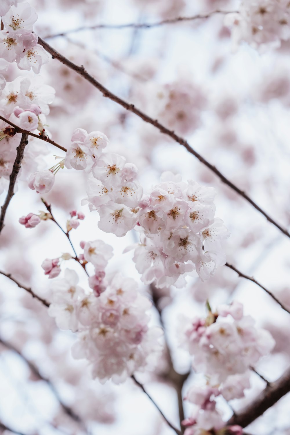 a close up of a tree with pink flowers