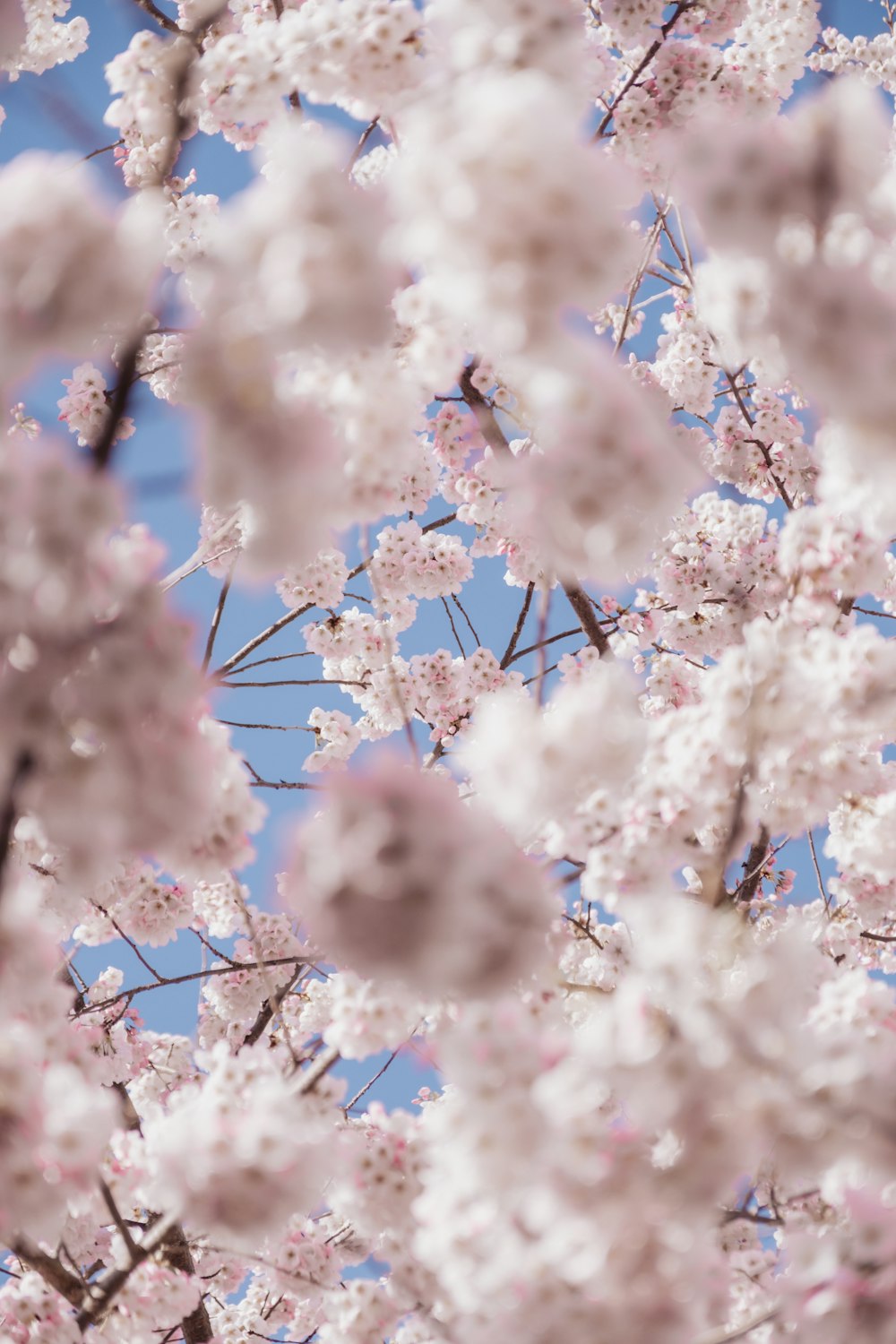 a bunch of flowers that are on a tree