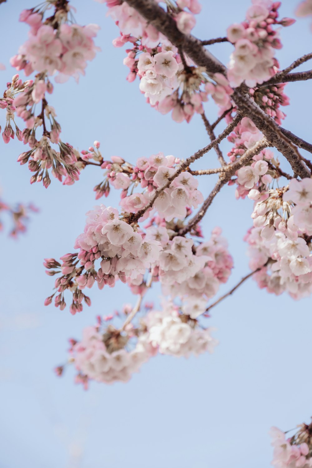 a close up of a tree with pink flowers