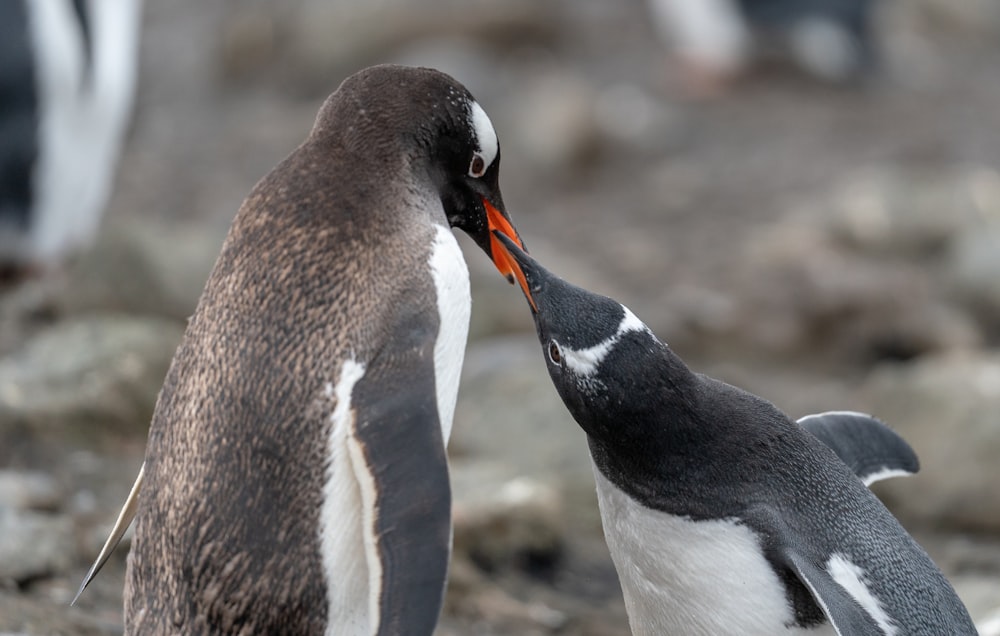 a couple of penguins standing next to each other