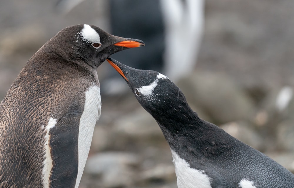 a couple of penguins standing next to each other