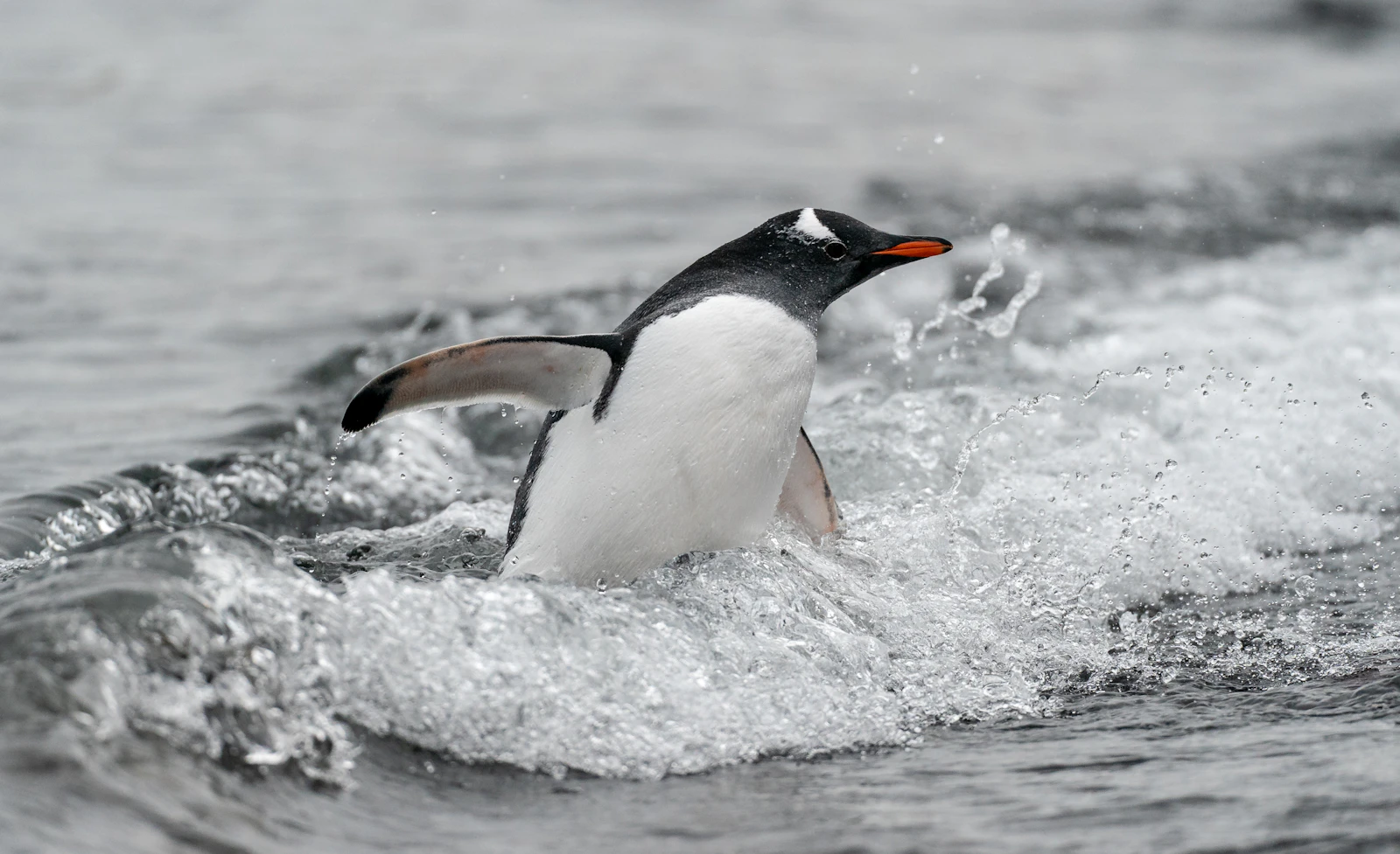 Chile Dresses Injured Penguins in Copper Vests to Help Wounds Heal