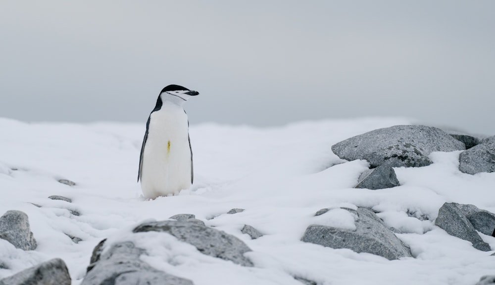 a penguin standing on top of a pile of snow