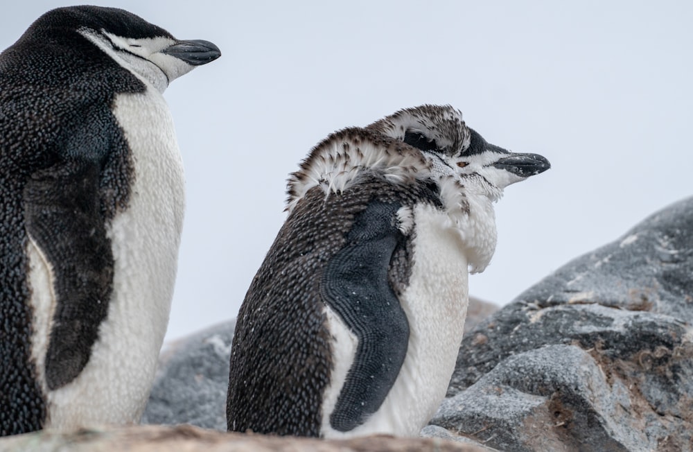 a couple of penguins standing next to each other