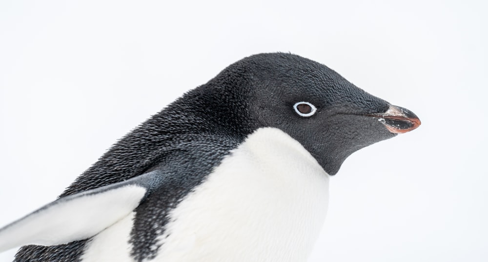 a close up of a penguin on a white background