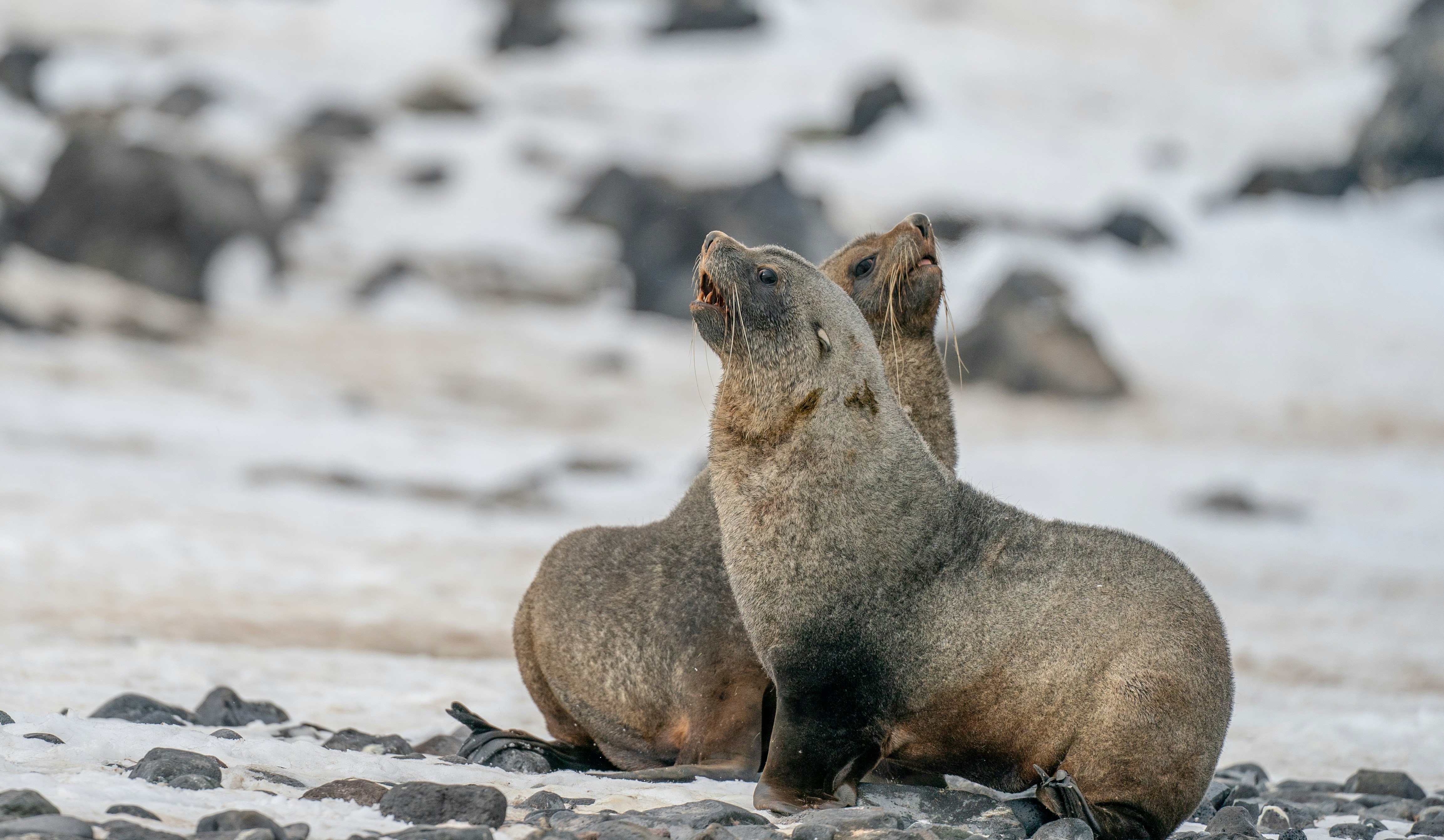 a couple of seals sitting on top of a rocky beach, Fur seals Antarctica