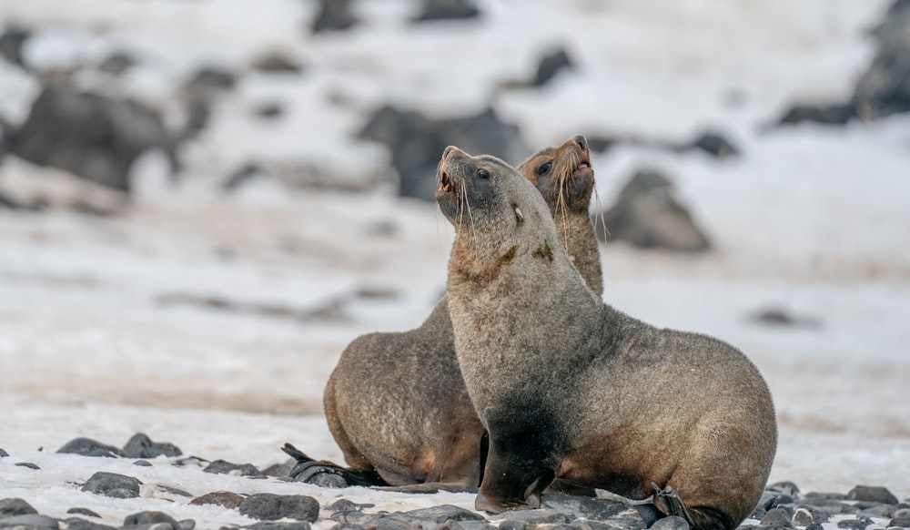 a couple of seals sitting on top of a rocky beach