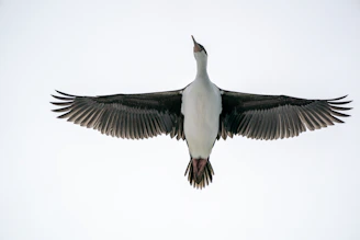 A small bird mid-flight, wings fully extended, showcasing the strength built through progressive elevation training.