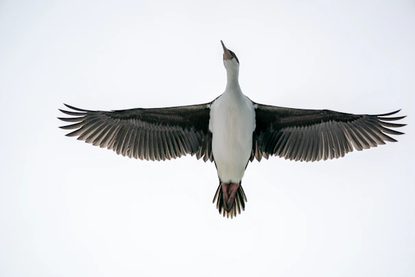 A small bird mid-flight, wings fully extended, showcasing the strength built through progressive elevation training.