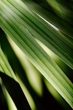 a close up view of a green leaf