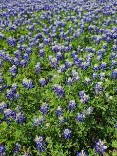 St. Augustine lawn flourishing with bluebonnet flowers.