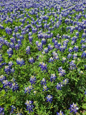 St. Augustine lawn flourishing with bluebonnet flowers.