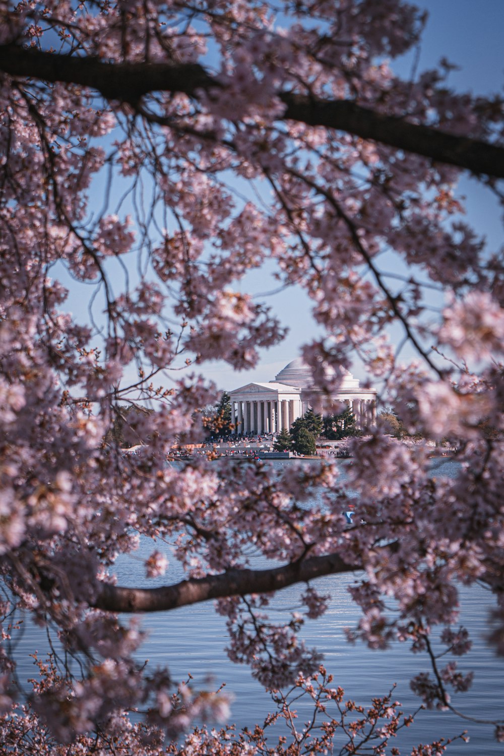 a cherry blossom tree with a building in the background