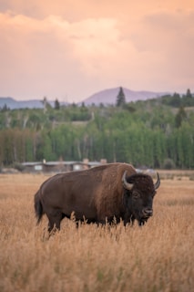 A large bison stands in an open field of tall, golden grass. The background features a line of dense, green trees and a distant mountain range. The sky is soft and colored with hues of orange and pink, suggesting either sunrise or sunset. There is a serene and majestic atmosphere surrounding the bison.