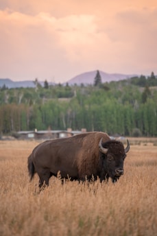 A large bison stands in an open field of tall, golden grass. The background features a line of dense, green trees and a distant mountain range. The sky is soft and colored with hues of orange and pink, suggesting either sunrise or sunset. There is a serene and majestic atmosphere surrounding the bison.