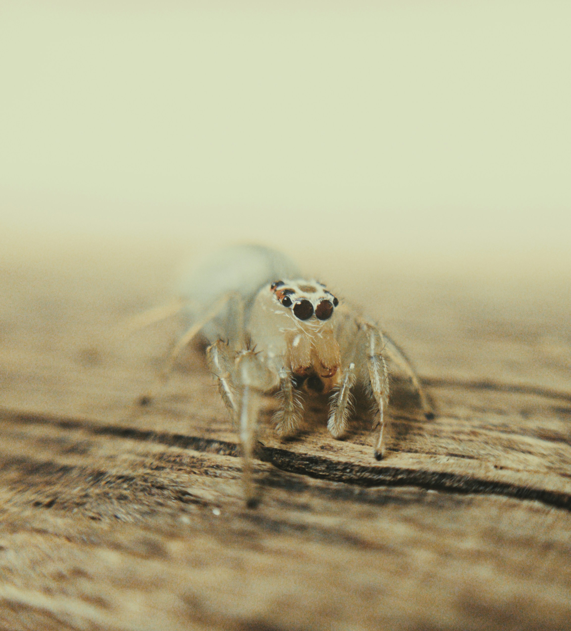 Photo by euigorbispo