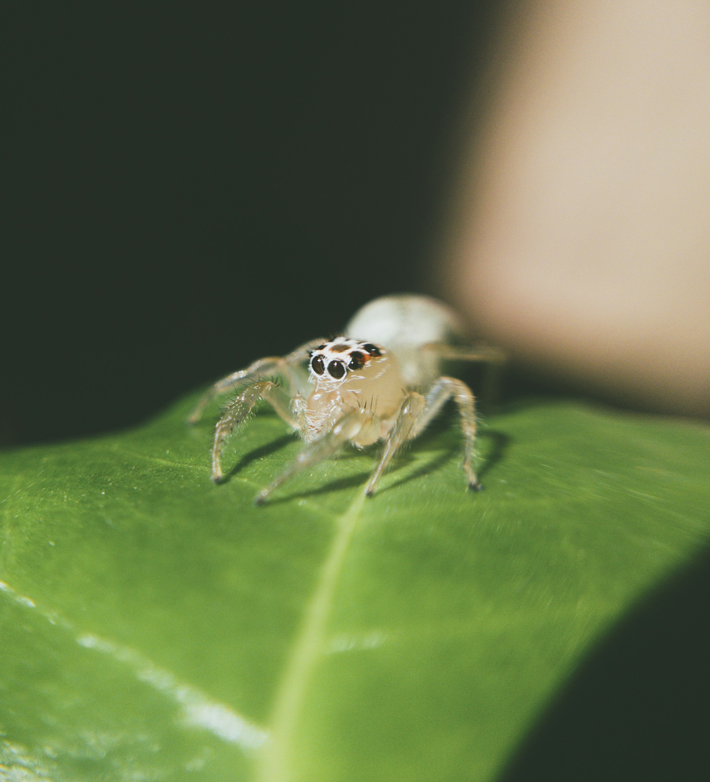 Close-up laba-laba di atas daun
