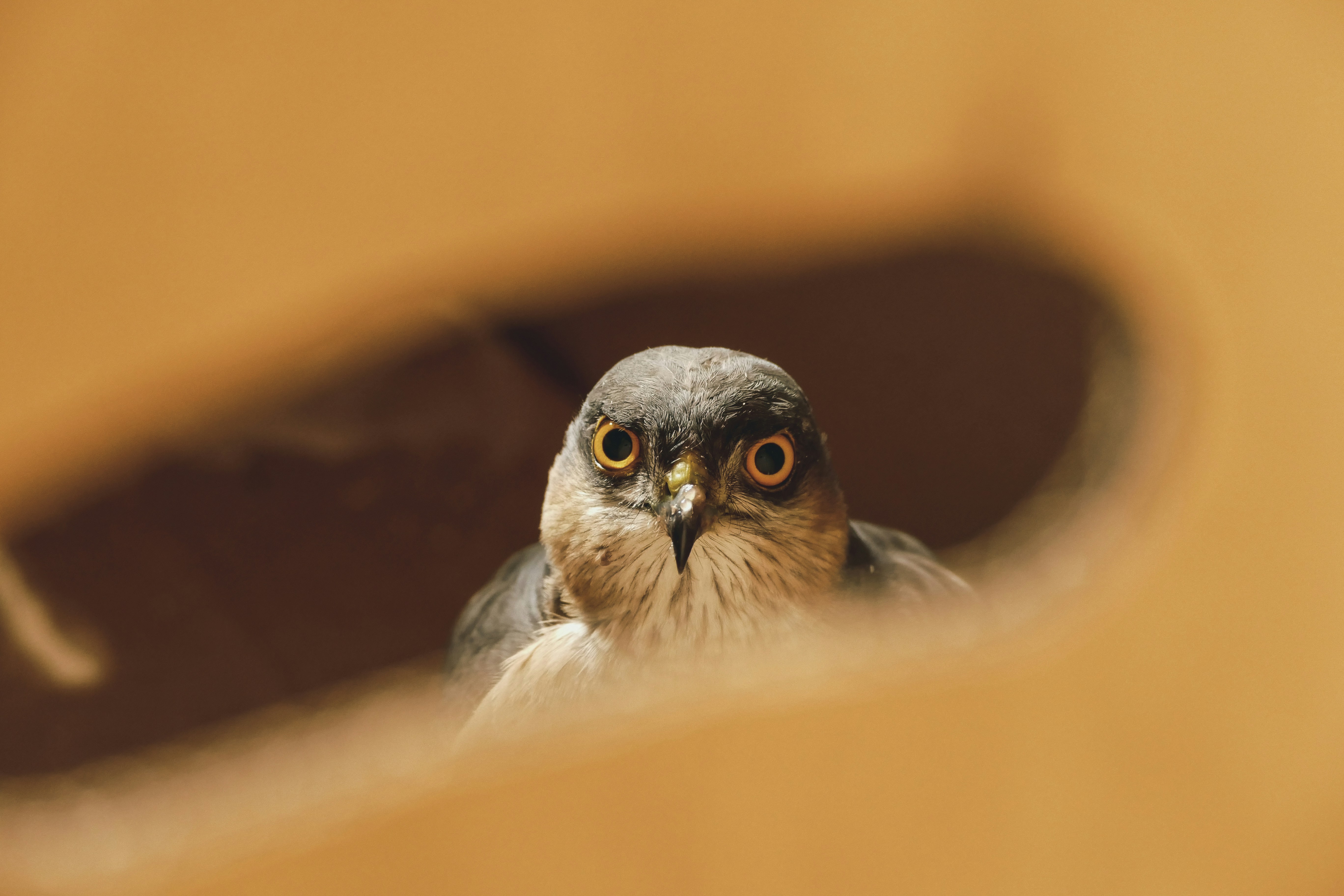 Powell Is Too Dovish