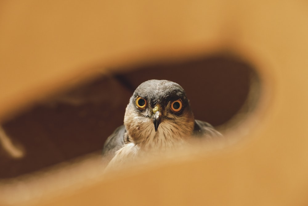a close up of a bird looking at the camera