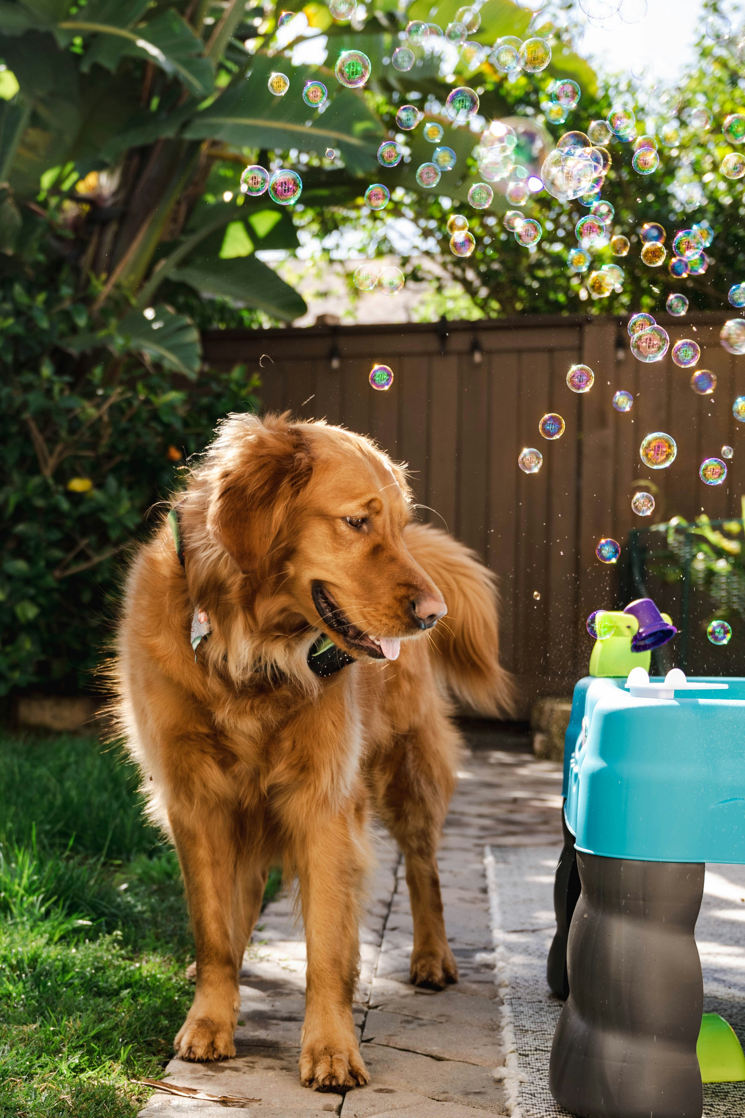 Spécial Canin & Compagnie (Mainvilliers) — Mainvilliers