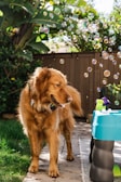 A fluffy golden retriever puppy chasing bubbles in a sunlit garden.