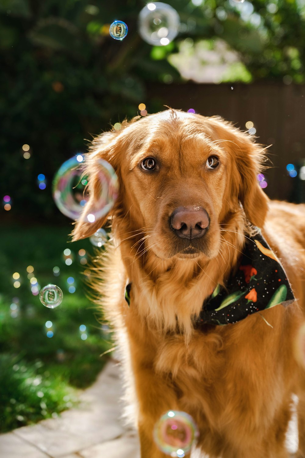 a golden retriever wearing a bandana and blowing bubbles