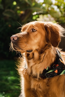 a close up of a dog wearing a bandana
