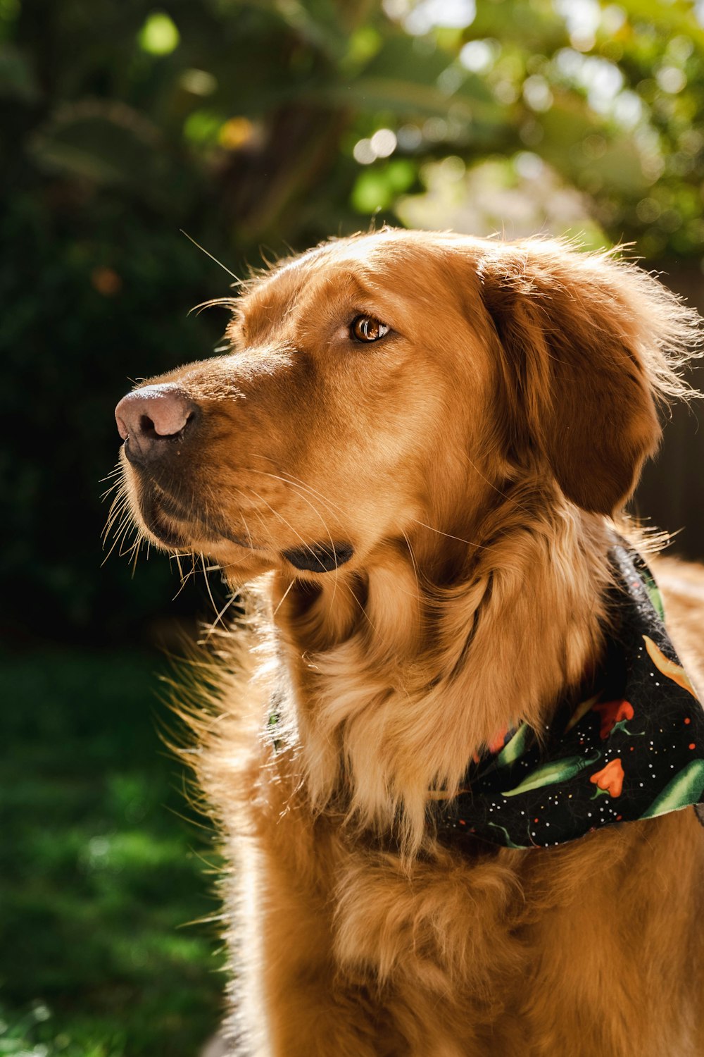 Un primo piano di un cane che indossa una bandana