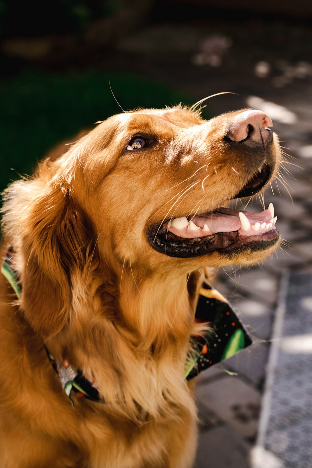 Un primo piano di un cane con la bocca aperta