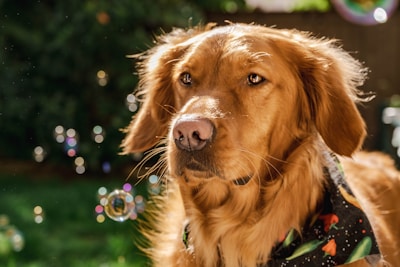 A cheerful golden retriever wearing a blue bandana surrounded by colorful pet toys.