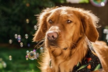 A golden retriever, wearing a colorful bandana, gazes thoughtfully into the distance. Sunlight catches on the dog's fur, creating a warm glow. Soap bubbles float around, adding a playful element to the scene. The background is filled with soft, out-of-focus greenery, giving it a serene, natural feel.