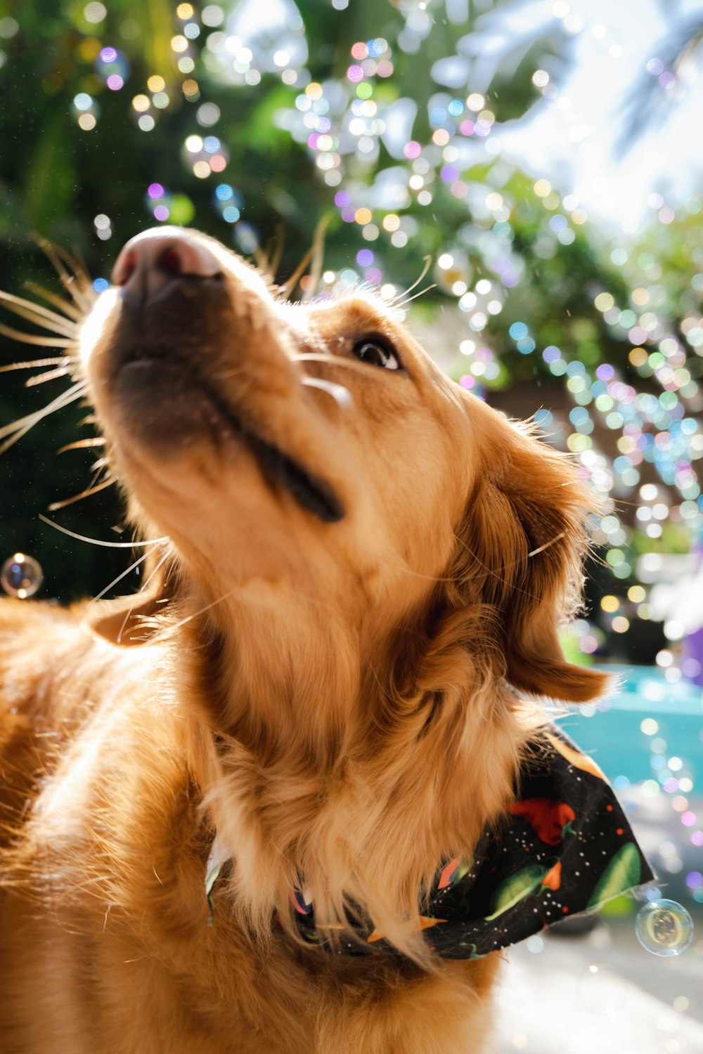 a brown dog wearing a black bow tie