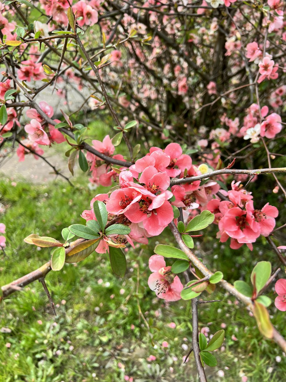 pink flowers blooming on the branches of a tree