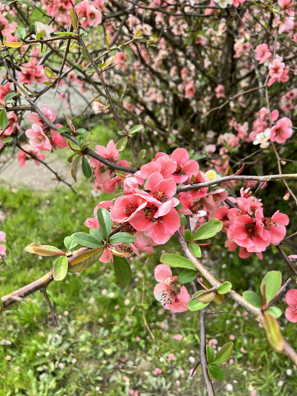 rosa Blumen, die auf den Zweigen eines Baumes blühen