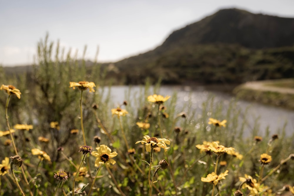 a field of yellow flowers next to a river