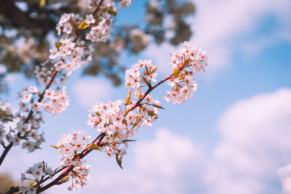 a branch of a tree with white flowers