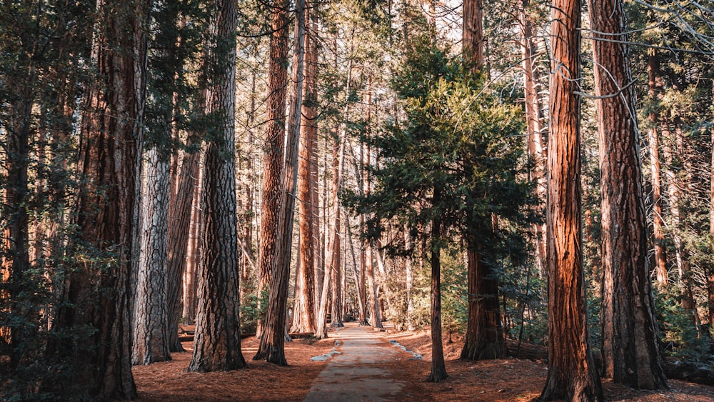 a path in the middle of a forest surrounded by tall trees