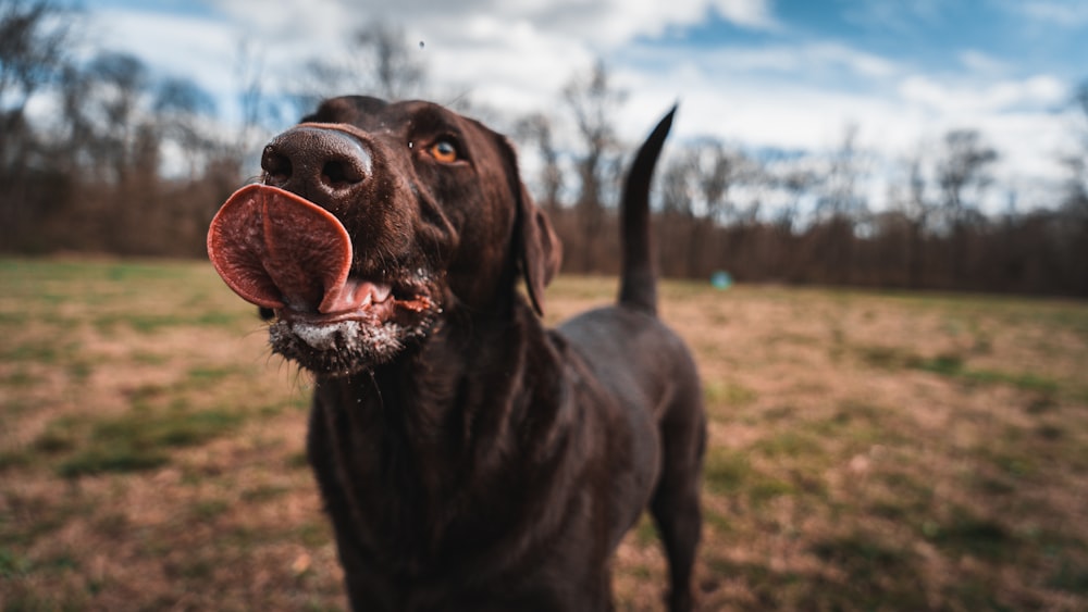 a large brown dog standing on top of a grass covered field