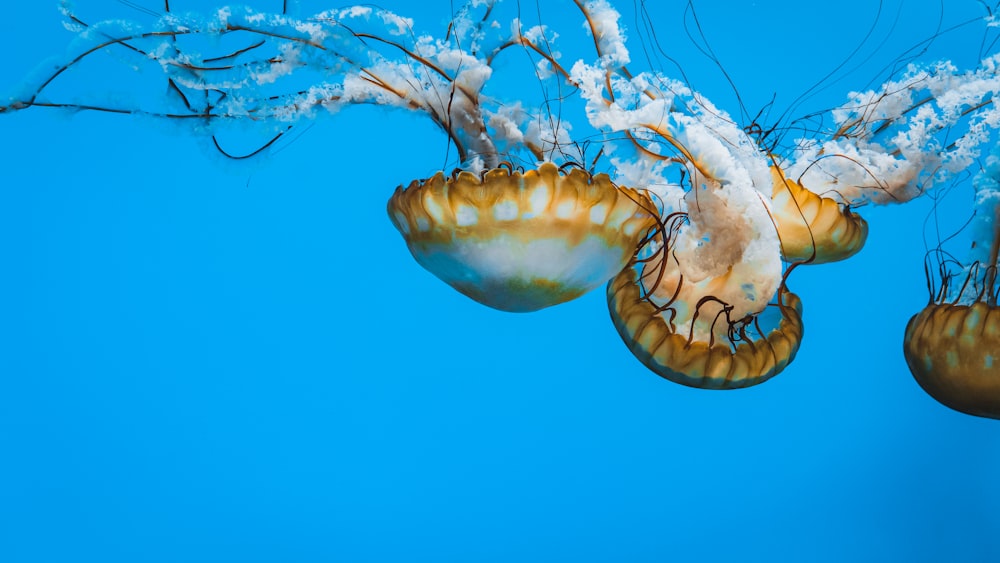 a group of jellyfish hanging from a tree branch
