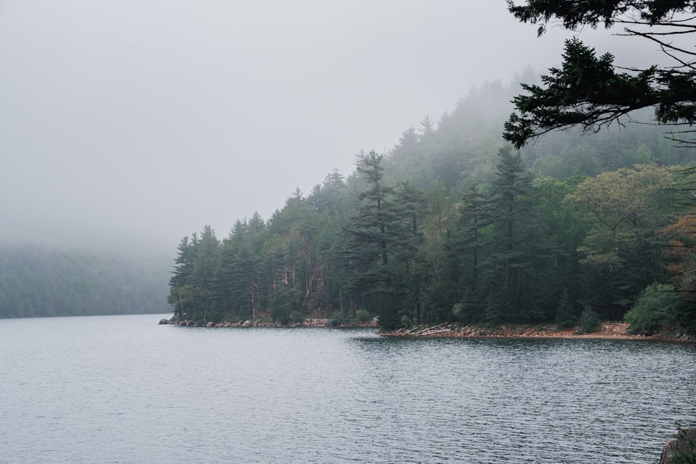 a large body of water surrounded by trees