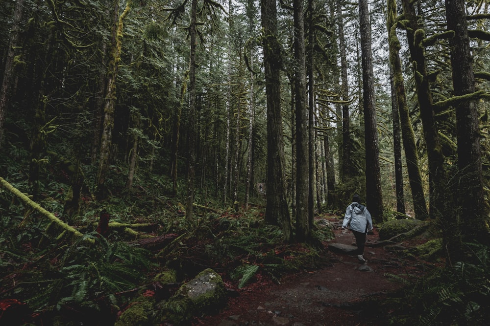 a person walking through a forest on a trail