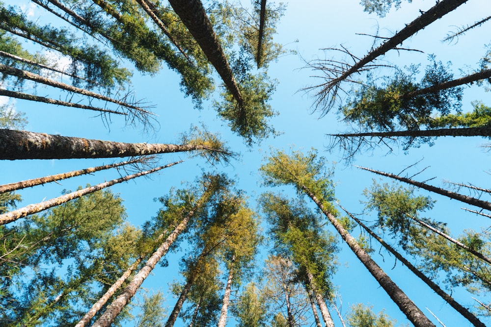 a group of tall trees standing next to each other