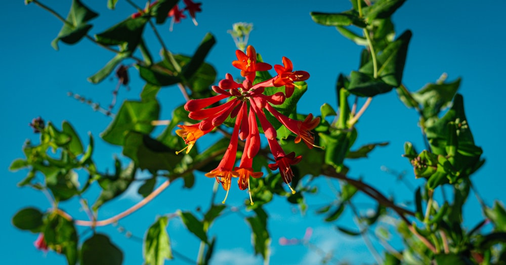 a close up of a red flower on a tree