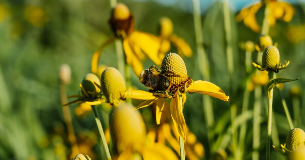 a bee sitting on a yellow flower in a field