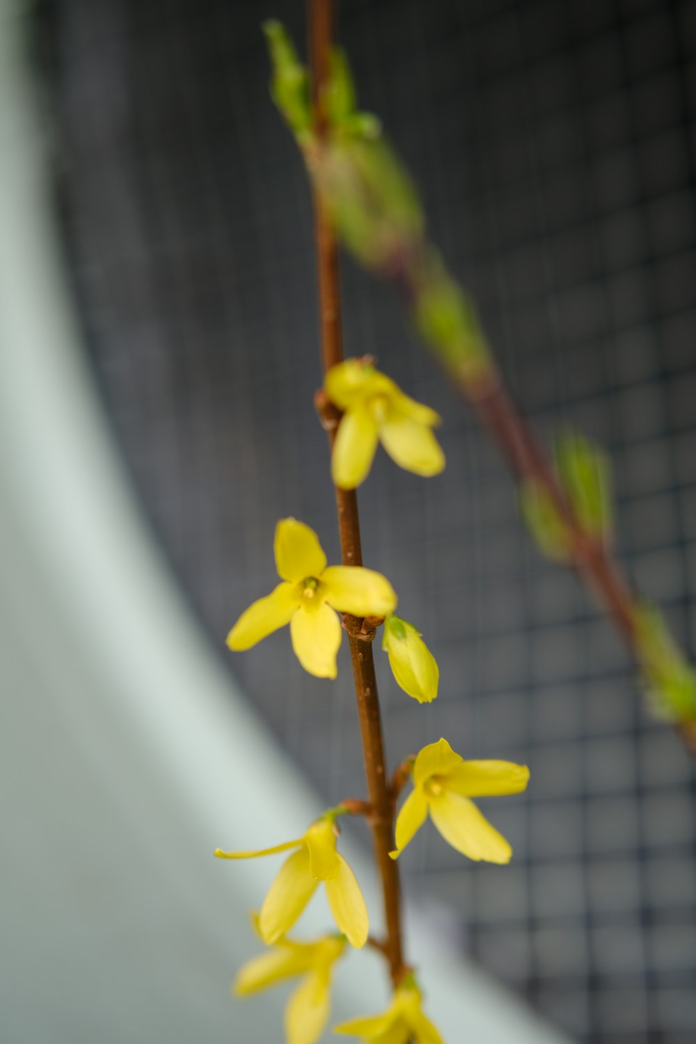 a close up of a plant with yellow flowers