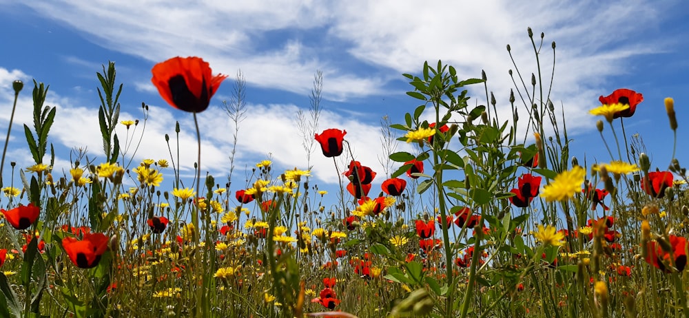 a field full of red and yellow flowers